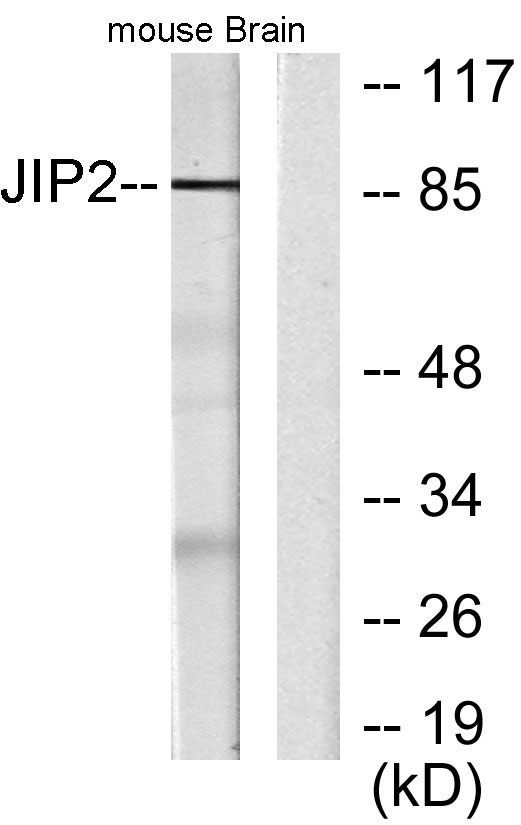 Western blot analysis of lysates from mouse brain, using JIP2 Antibody