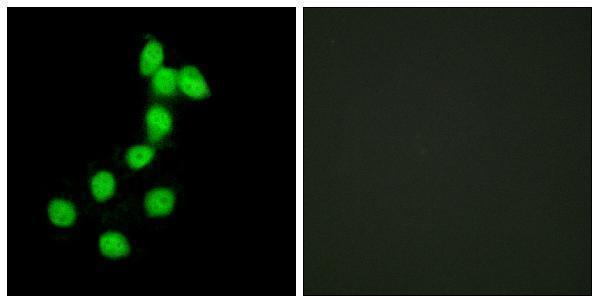 a30487 dyrk1a primary antibodies if testing 1
