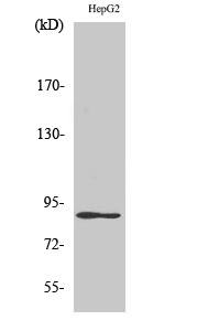 Western Blot analysis of HepG2 cells using Dyrk1A Polyclonal Antibody diluted at 1:500