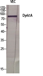 Western Blot analysis of various cells using Dyrk1A Polyclonal Antibody diluted at 1:500