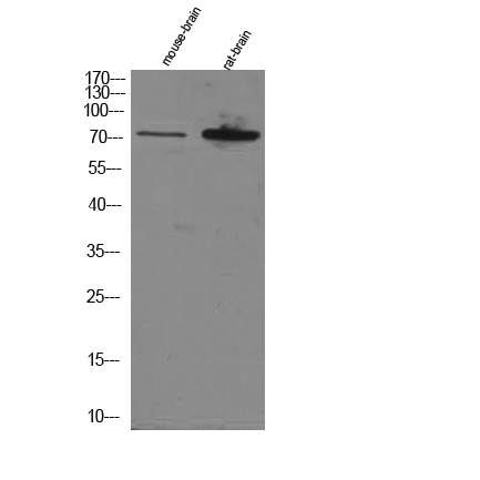 a30491 trim25 primary antibodies wb testing 2