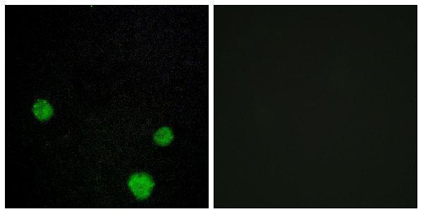 a30494 hlx primary antibodies if testing 1