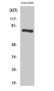 a30494 hlx primary antibodies wb testing 3