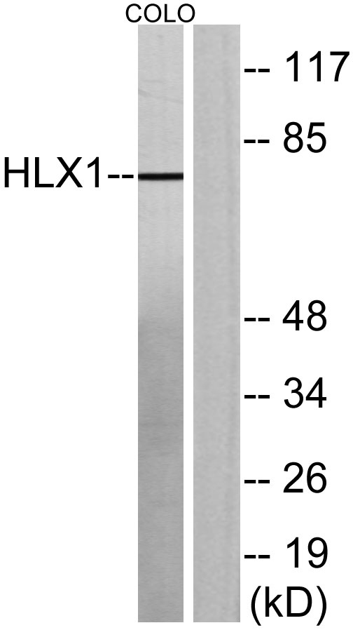 a30494 hlx primary antibodies wb testing 4