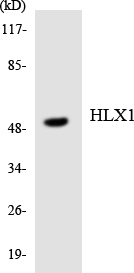 a30494 hlx primary antibodies wb testing 5