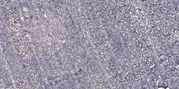 Immunohistochemical analysis of paraffin-embedded human tonsil