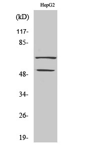 Western Blot analysis of COLO205 cells using SYT Polyclonal Antibody