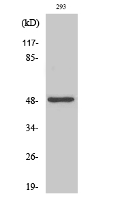 Western Blot analysis of various cells using Neuro D2 Polyclonal Antibody