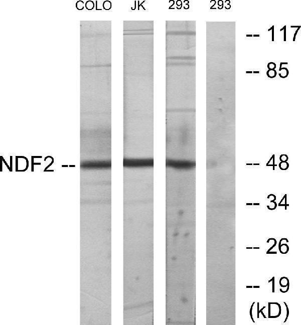 a30499 neurod2 primary antibodies wb testing 3