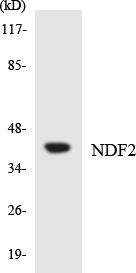 Western blot analysis of the lysates from COLO205 cells using NDF2 antibody