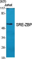Western Blot analysis of various cells using SRE-ZBP Polyclonal Antibody