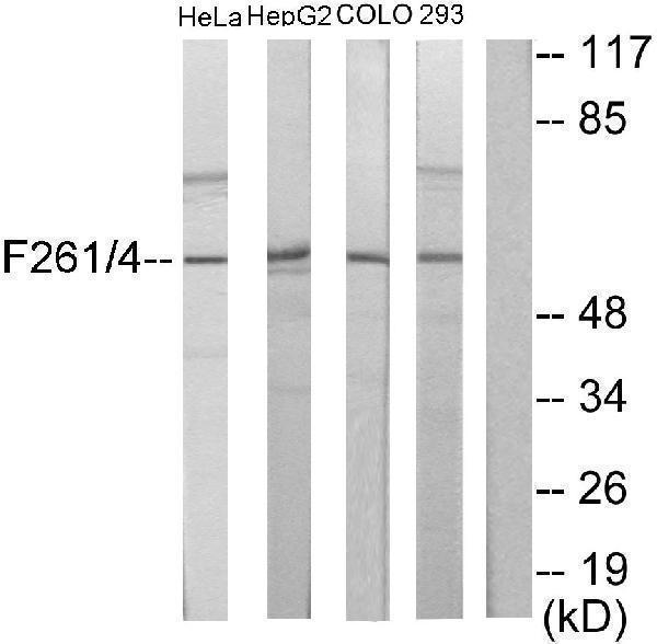 a30501 pfkfb1 primary antibodies wb testing 3