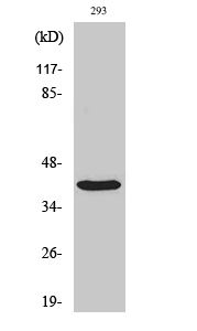 a30504 tp53i3 primary antibodies wb testing 2