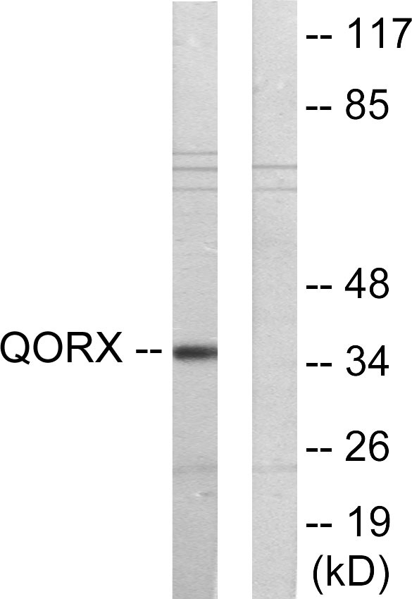 a30504 tp53i3 primary antibodies wb testing 3