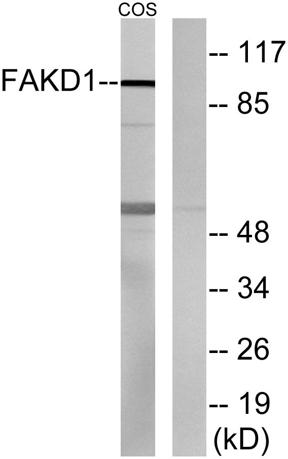 a30505 fastkd1 primary antibodies wb testing 2