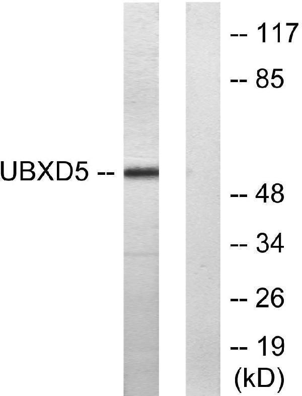 a30506 ubxn11 primary antibodies wb testing 2