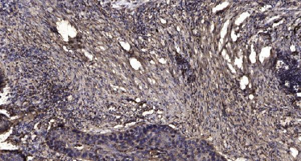 a30507 map3k21 primary antibodies ihc testing 1