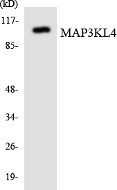 a30507 map3k21 primary antibodies wb testing 4
