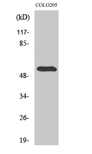 Western Blot analysis of various cells using pHyde Polyclonal Antibody