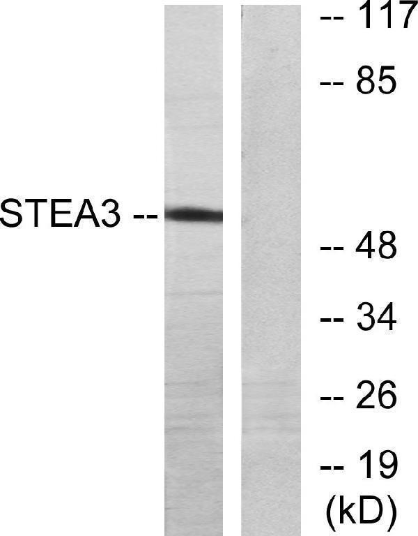 a30509 steap3 primary antibodies wb testing 4