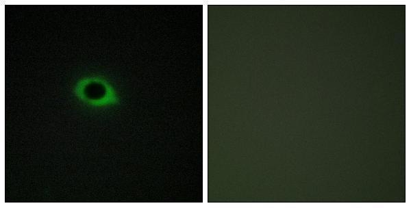 Immunofluorescence analysis of COS7 cells, using TENS3 Antibody