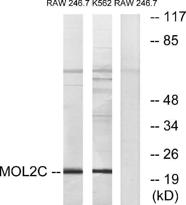 Western blot analysis of lysates from RAW264