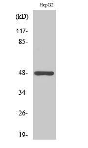 Western Blot analysis of various cells using Strad Polyclonal Antibody