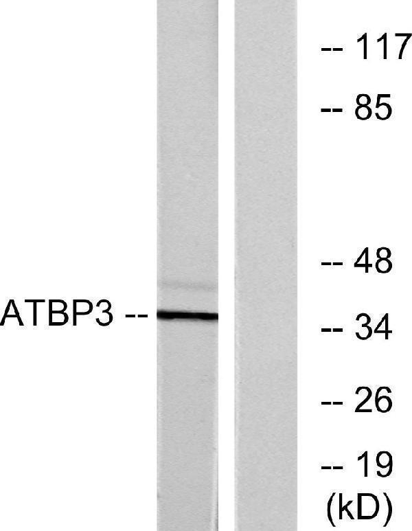 a30517 ctu1 primary antibodies wb testing 1