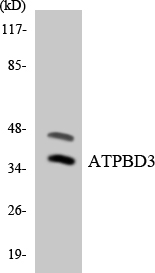 a30517 ctu1 primary antibodies wb testing 2