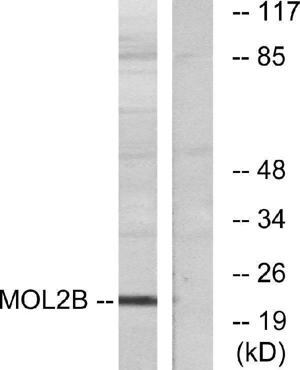 a30518 mob3b primary antibodies wb testing 3