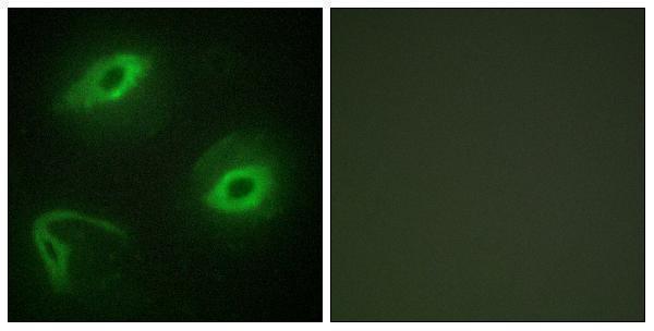 a30519 bpifa4p primary antibodies if testing 1
