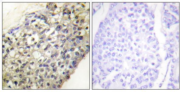 a30519 bpifa4p primary antibodies ihc testing 2