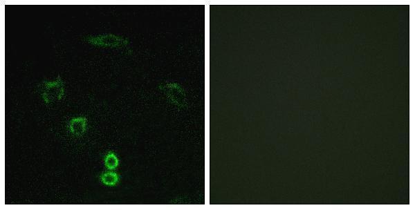 a30520 glyctk primary antibodies if testing 1