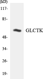 a30520 glyctk primary antibodies wb testing 4