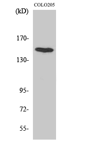 a30524 mink1 primary antibodies wb testing 2