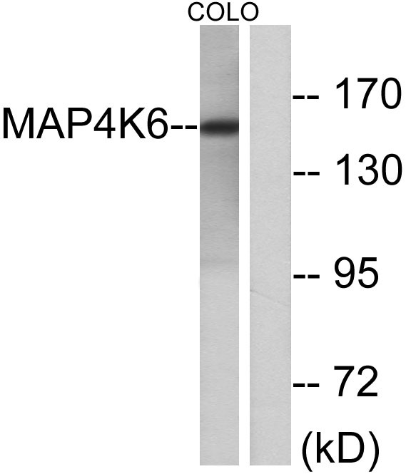 a30524 mink1 primary antibodies wb testing 3