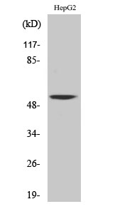 a30525 camkv primary antibodies wb testing 3