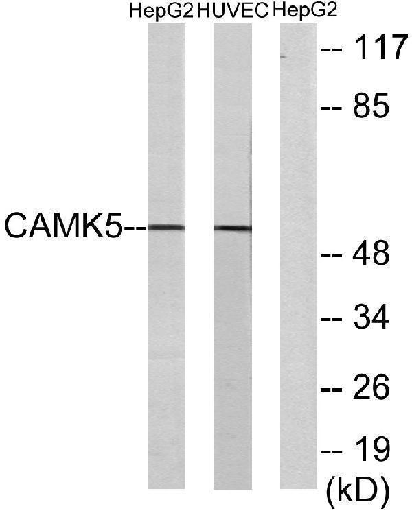 a30525 camkv primary antibodies wb testing 4