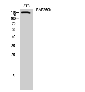 a30528 arid1b primary antibodies wb testing 3