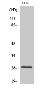 a30531 dusp19 primary antibodies wb testing 2