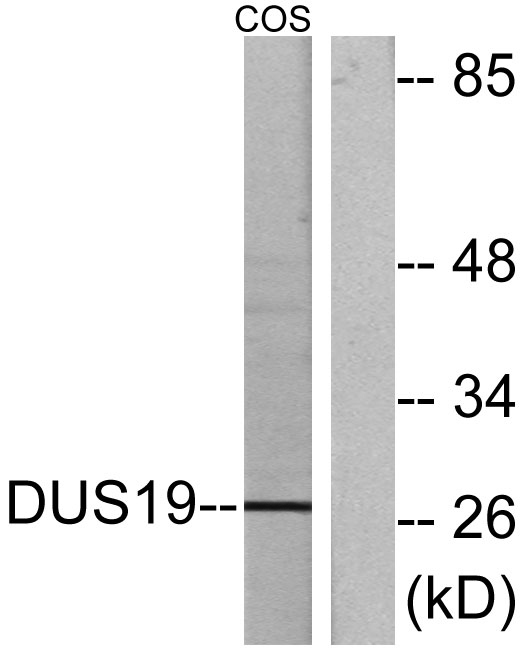 a30531 dusp19 primary antibodies wb testing 3
