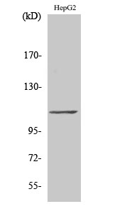 Western Blot analysis of various cells using TFIIIC110 Polyclonal Antibody
