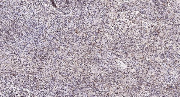 a30533 oraov1 primary antibodies ihc testing 1