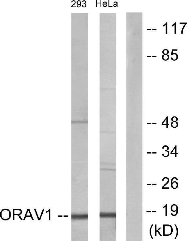 a30533 oraov1 primary antibodies wb testing 3