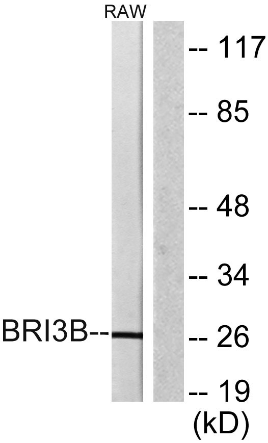 a30536 bri3bp primary antibodies wb testing 2