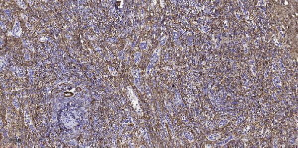 a30537 sept1 primary antibodies ihc testing 1