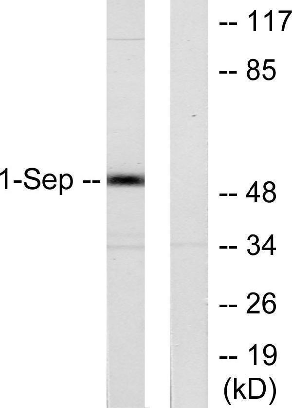 a30537 sept1 primary antibodies wb testing 3