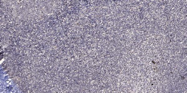 Immunohistochemical analysis of paraffin-embedded human tonsil