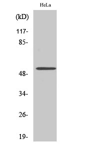 Western Blot analysis of various cells using CUG-BP1 Polyclonal Antibody diluted at 1:500