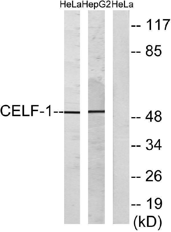 Western blot analysis of lysates from HeLa and HepG2 cells, using CELF-1 Antibody